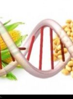 محصولات تراریخته چیست؟/ اصلاح ژنتیکی محصولات، چه فرقی با تراریخته دارد؟