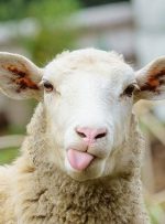 گوسفند زنده کیلویی چند؟ – هوشمند نیوز