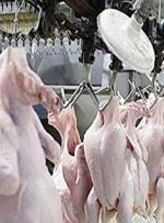 بلبشو در بازار مرغ/ قیمت‌ها دل به خواهی است+ لیست قیمت‌ها