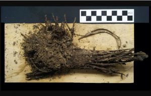 دسته‌گل‌های دوهزارساله! – ایسنا