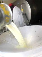 سایه سنگین کمبود علوفه و نهاده های دامی بر قطب تولید شیر کشور