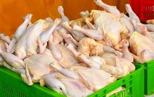 قیمت مصوب مرغ زنده در مرغداری چند است؟