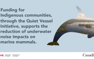 وزیر حمل و نقل از بودجه ای برای جوامع بومی برای مقابله با تأثیرات سروصدای شناورهای زیر آب بر پستانداران دریایی خبر داد