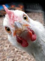 چه کسی غذای مرغ ها را می خورد؟