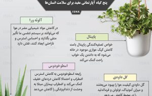 اینفوگرافیک / پنج گیاه آپارتمانی مفید برای سلامتی