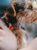 به روز رسانی هزینه گاز “به اشتباه بالا” که هزینه موقت DeversiFi 23.7 میلیون دلار است – CoinDesk