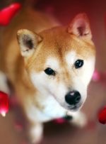 Dogecoin Rival Shiba Inu افزایش می یابد در حالی که قیمت DOGE متزلزل می شود ، SHIB در 24 ساعت 21 درصد جهش می کند – به روز رسانی بازار اخبار بیت کوین