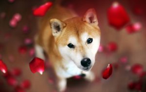 Dogecoin Rival Shiba Inu افزایش می یابد در حالی که قیمت DOGE متزلزل می شود ، SHIB در 24 ساعت 21 درصد جهش می کند – به روز رسانی بازار اخبار بیت کوین