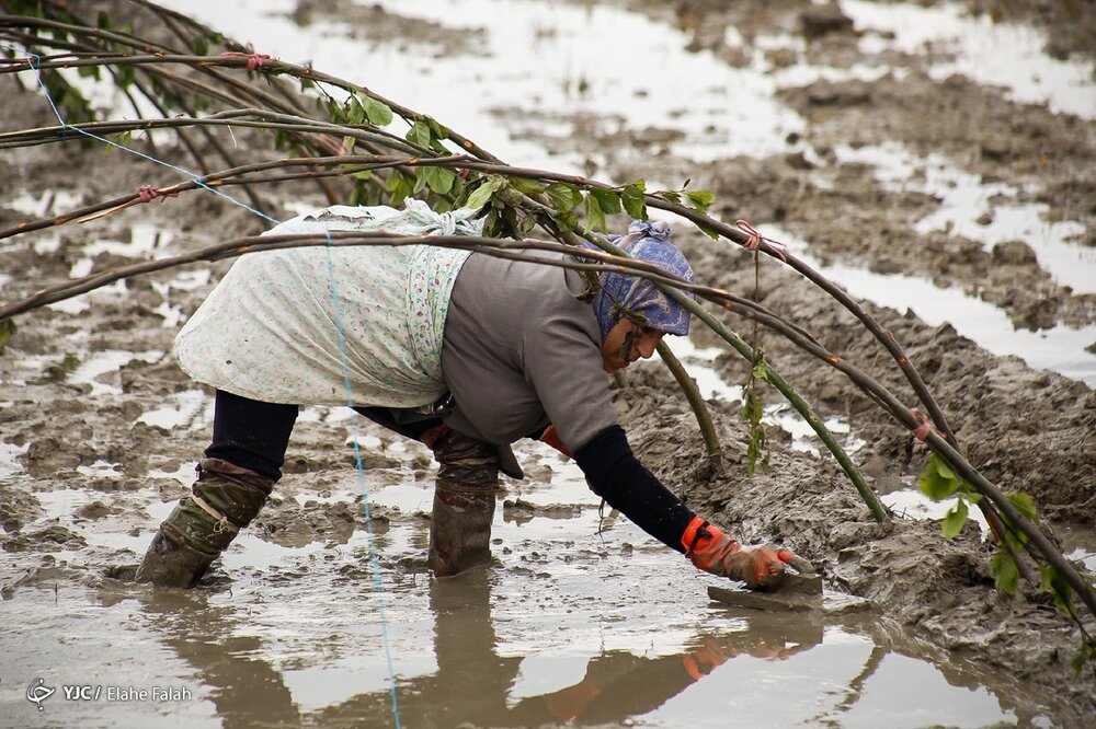 افزایش قیمت برنج ادامه دارد