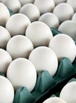 تخم مرغ گران شد – هوشمند نیوز