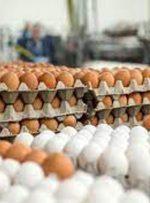 قیمت هر شانه تخم مرغ از ۵۵ هزار تومان گذر کرد