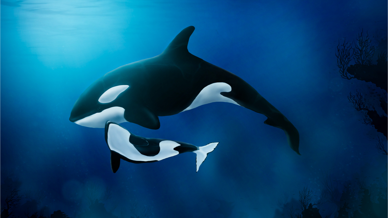 پلتفرم سولانا Defi Platform Orca 18 میلیون دلار جمع آوری کرد-AMM بیش از 300 میلیون دلار TVL را هدایت می کند