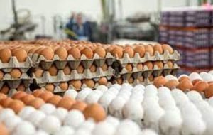 هر شانه تخم مرغ چند قیمت خورد؟
