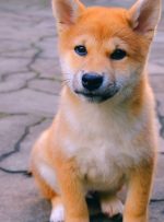 Buzz در اطراف Shiba Inu در هیچ جایی نزدیک به خشم فروشی نیست که در ماه مه مشاهده شد – CoinDesk