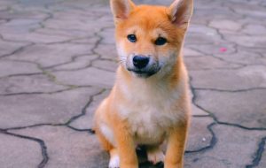 نه ، توییت Shiba Inu ایلان ماسک قیمت SHIB را پمپ نمی کند – CoinDesk