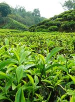 کنیا می‌خواهد کارخانه تولید ۱۰۰ هزار تن چای در ایران راه اندازی کند