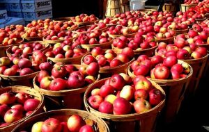 اختلاف قیمتی سیب از باغ تا تره بار چقدر است؟