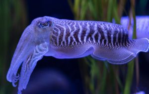 بازی برای کسب درآمد SQUID Token Rockets 35000% در سه روز