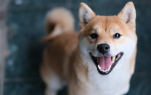Meme Crypto Shiba Inu Skyrockets – SHIB در هفته 230 درصد صعود می کند ، نهنگ 6 تریلیون توکن خریداری می کند – بازارها و قیمت ها اخبار بیت کوین