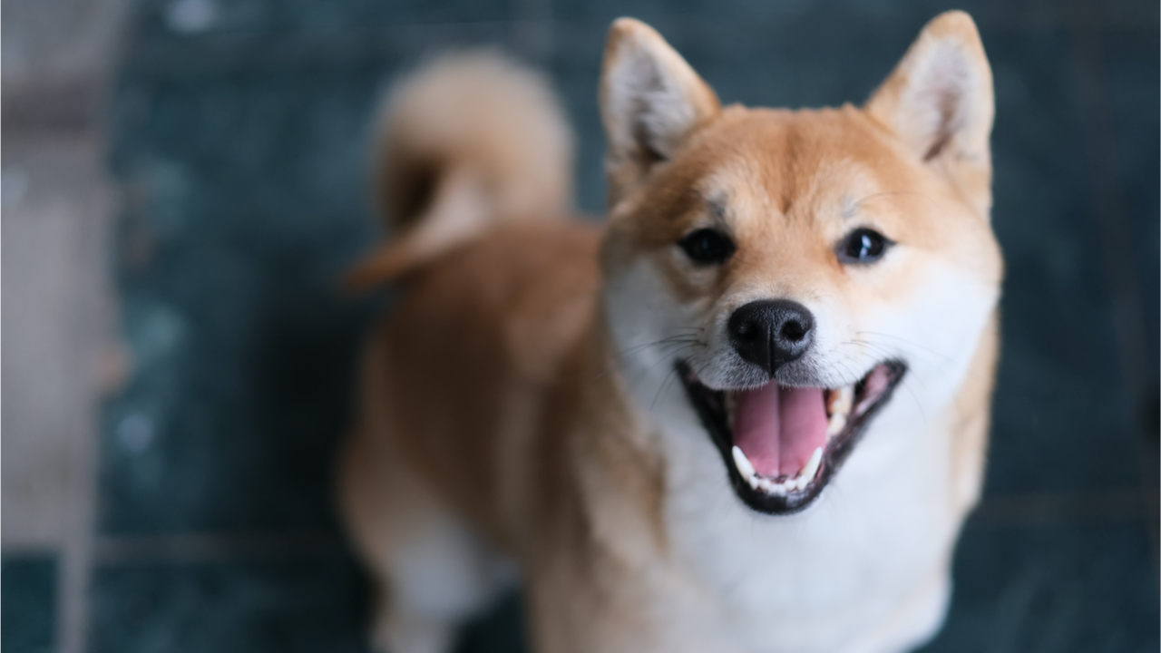 Meme Crypto Shiba Inu Skyrockets - SHIB در یک هفته 230 درصد صعود می کند ، نهنگ 6 تریلیون توکن خریداری می کند