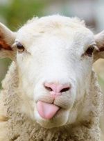 دولت گوساله و گوسفند زنده را کیلویی چند می‌خرد؟
