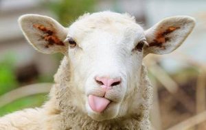 دولت گوساله و گوسفند زنده را کیلویی چند می‌خرد؟