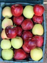 فواید ضدسرطان پوست سیب – خبرآنلاین