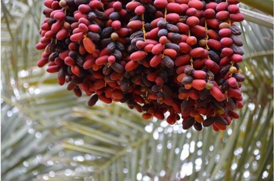 پاکستان بازار خرما را از ایران گرفت