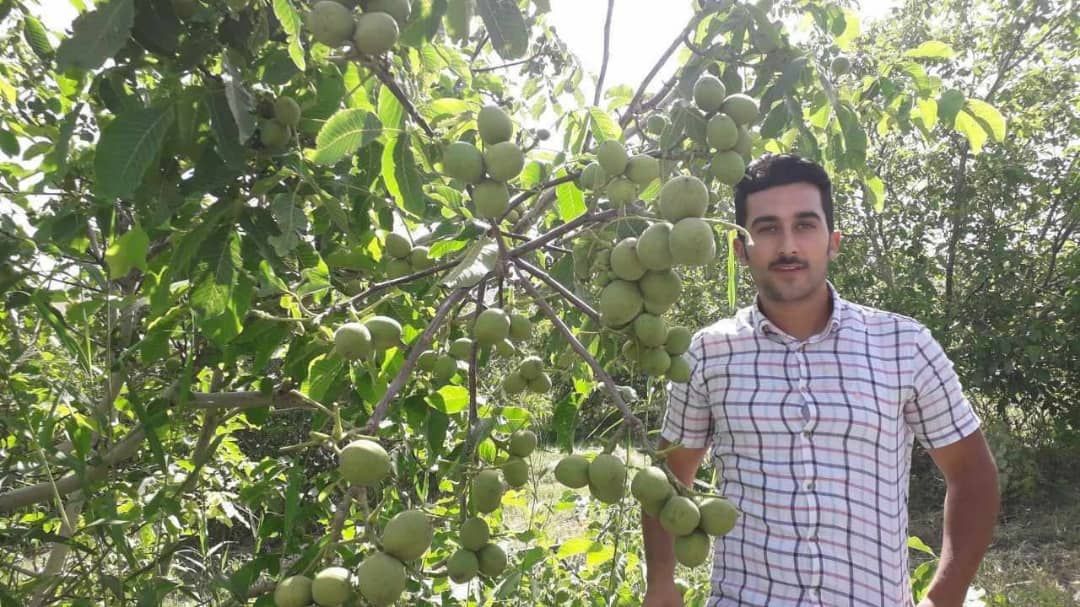 نهال گردوی پیوندی راه رسیدن شما به سود آوری است !