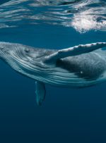 همزمان با افزایش قیمت بیت کوین ، حجم نهنگ های BTC در حال کوچک شدن است – بازارها و قیمت ها اخبار بیت کوین