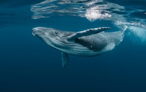 همزمان با افزایش قیمت بیت کوین ، حجم نهنگ های BTC در حال کوچک شدن است – بازارها و قیمت ها اخبار بیت کوین