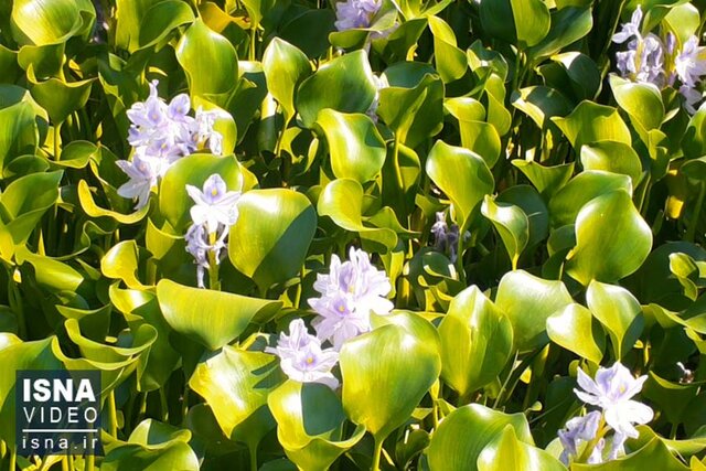 ویدئو / آبگیر آستارا در تسخیر «شیطان نیلگون»