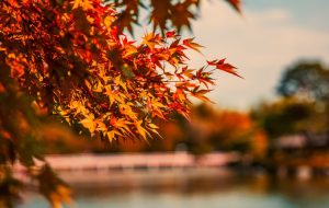 Maple Finance استخر وام نهادی مجاز را با Blocktower، Genesis راه اندازی کرد Maple Finance استخر وام نهادی مجاز را با Blocktower، Genesis راه اندازی کرد