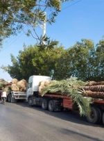 واکنش سازمان حفظ نباتات به برگشت خوردن نخل های صادراتی ایران