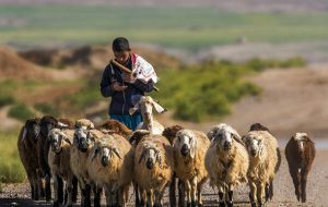 اعلام جزئیات استخدام چوپان در ارمنستان