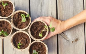 انواع خاک گلدان؛ خاک مناسب برای انواع گیاهان خانگی و روش ساخت آن انواع خاک گلدان؛ خاک مناسب برای انواع گیاهان خانگی و روش ساخت آن