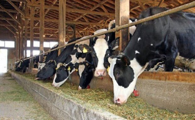 احتمال حذف ارز ۴٢٠٠ تومانی نهاده دامی بسیار قوی است