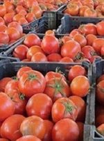 آغاز صادرات گوجه‌فرنگی به سوریه از طریق عراق/ این میوه کیلویی ۱۷۰ هزار تومان قیمت دارد