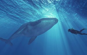 در حالی که سفته بازان بر این باورند که سومین کیف پول بزرگ بیت کوین یک نهنگ مرموز است، داده های Onchain نشان می دهد که این یک صرافی است – اخبار ویژه بیت کوین