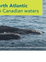 دولت کانادا به حمایت از نهنگ های راست اقیانوس اطلس شمالی کمک می کند