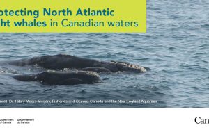 دولت کانادا به حمایت از نهنگ های راست اقیانوس اطلس شمالی کمک می کند