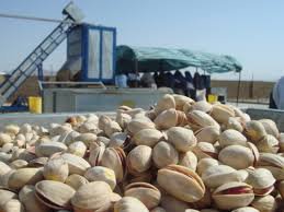 آمریکا، رقیب جدید پسته ایرانی!