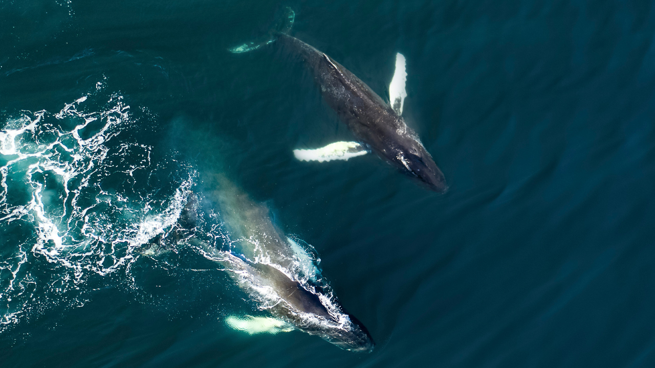 صرف رشته ای از 20000 بیت کوین - انتقال 2 تراکنش نهنگ بیت کوین بیش از 1.2 میلیارد دلار