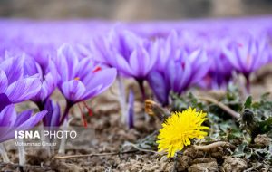 ضرورت ثبت جهانی میراث ناملموس زعفران تربت‌حیدریه