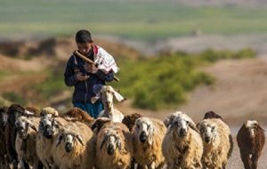 ماجرای استخدام چوپانان ایرانی توسط ارمنستان+ جزئیات