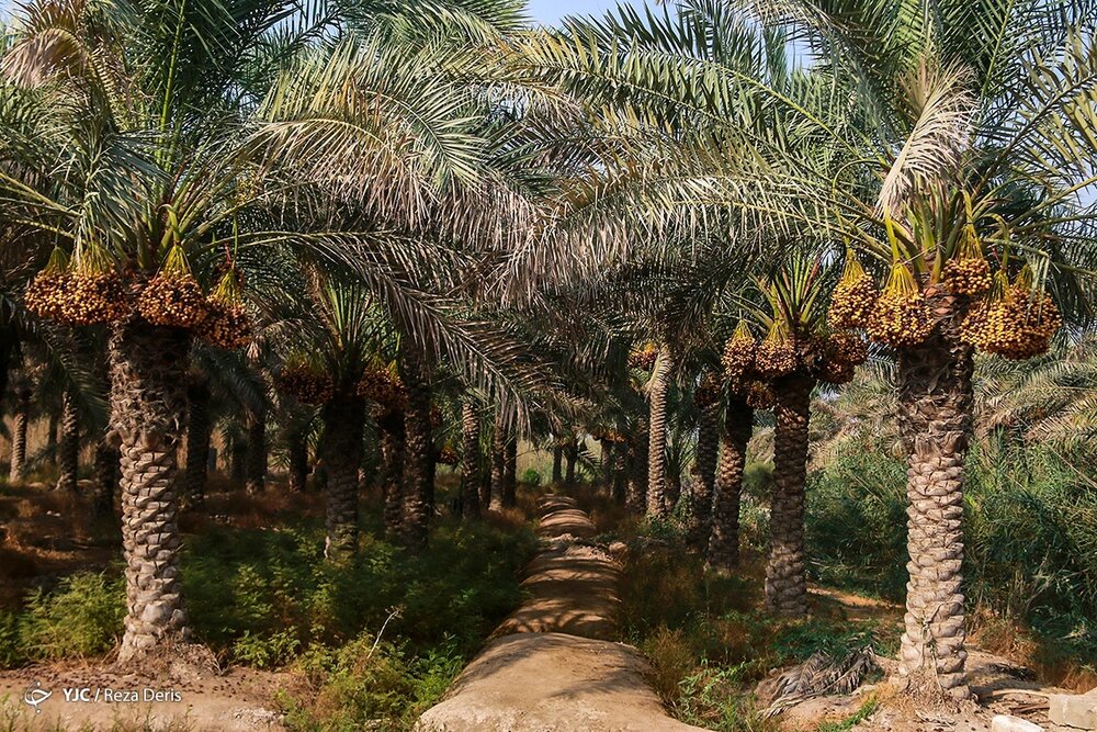 نخل های صادر شده به قطر به ایران برگشت خوردند