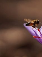 نرخ هرکیلو زعفران ۳۰ میلیون تومان شد