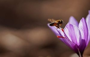 نرخ هرکیلو زعفران ۳۰ میلیون تومان شد