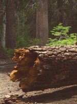 پلورالیسم رادیکال پول پلورالیسم رادیکال پول