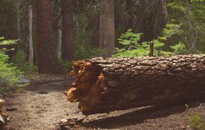 پلورالیسم رادیکال پول